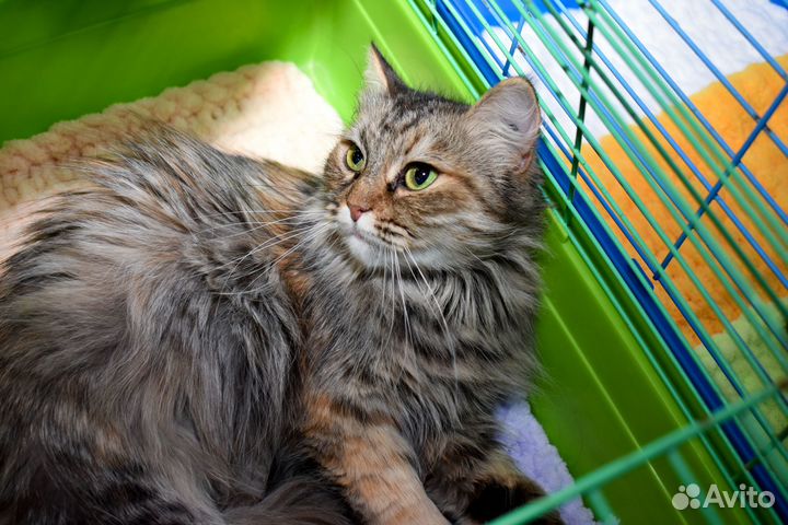 Кошка Куколка в добрые руки