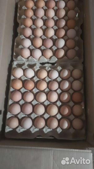 Инкубационное яйцо