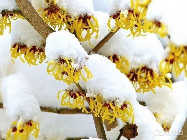 Саженцы Зимоцвета раннего (Chimonanthus praecox)