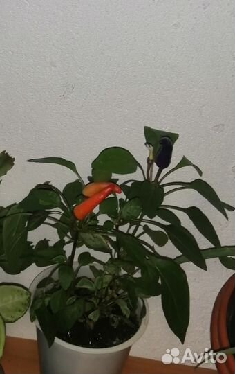 Комнатный острый перчик