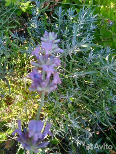 Саженцы лаванды узколистной. Саженцы чабреца
