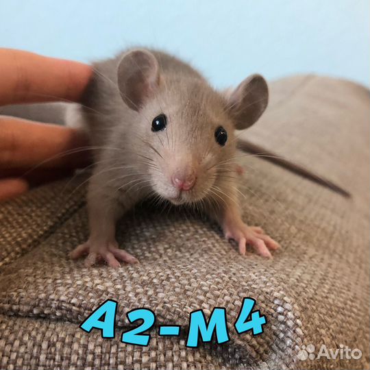 Крысята мальчики, кудрявые и стандарт