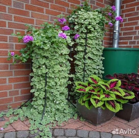 Будра (кошачья мята)