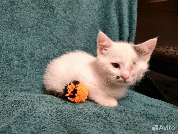 Два котёнка ищут дом