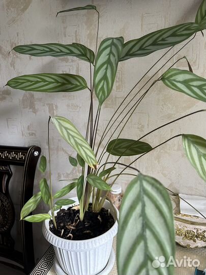 Комнатные цветы (ктенанта, аглаонема)