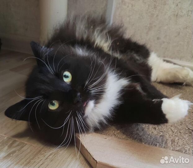 Пушистый красавец Филимон