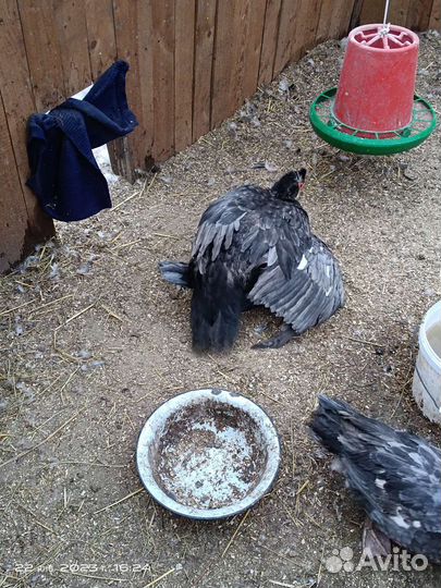 Инкубационное яйцо индоутки