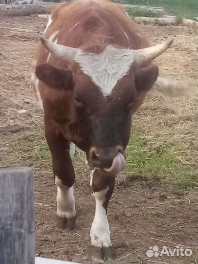 Крупный племенной айширский бык 1,9 года