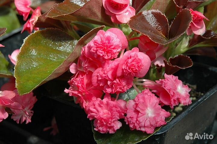 Бегония вечноцветущая махровая