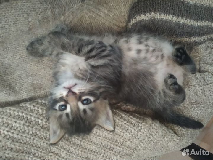 Котята в добрые руки бесплатно