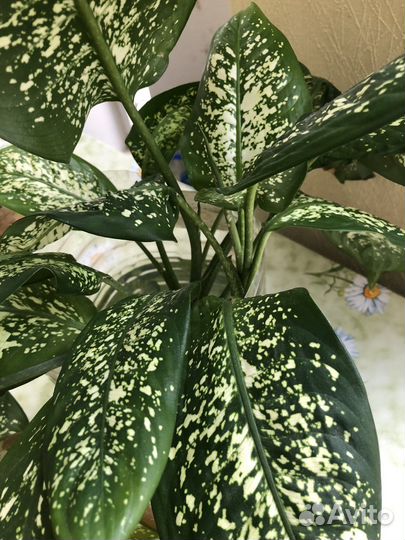 Диффенбахия