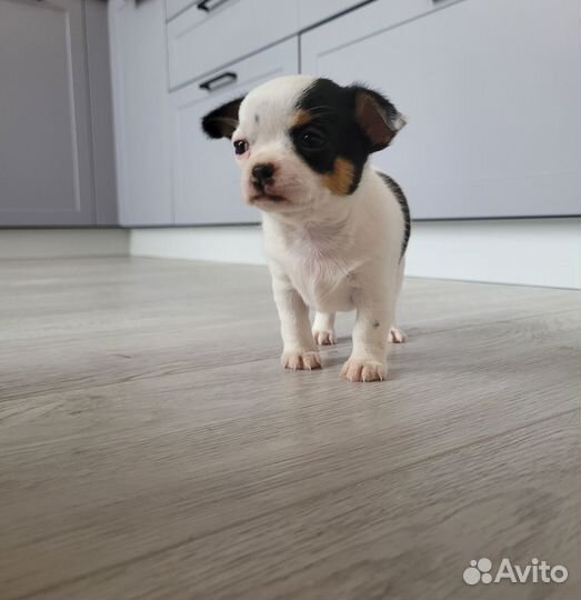 Щенки чихуахуа