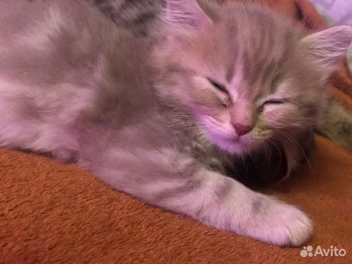 Шотландские прямоухие котята