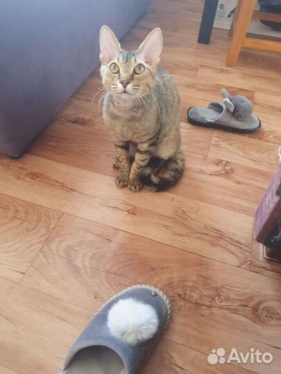 Отдам кота (кастрирован)