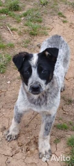 Щенки в парке им очень нужен дом