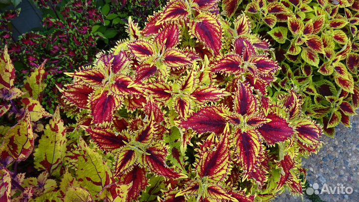 Колеусы,Эсхинантус,Каллизия,Гинура,Вербейник и др