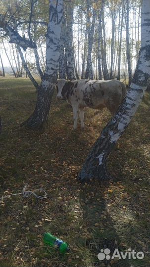 Корова высокоудойная