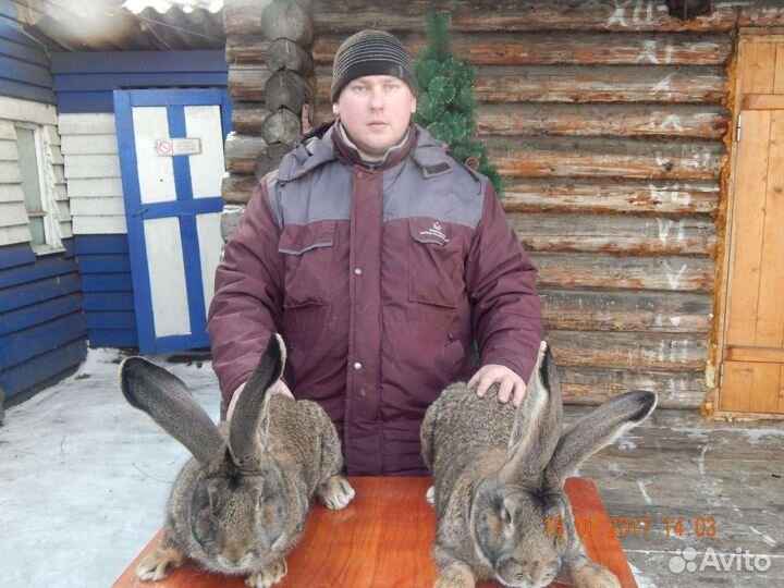 Чистопородные кролики