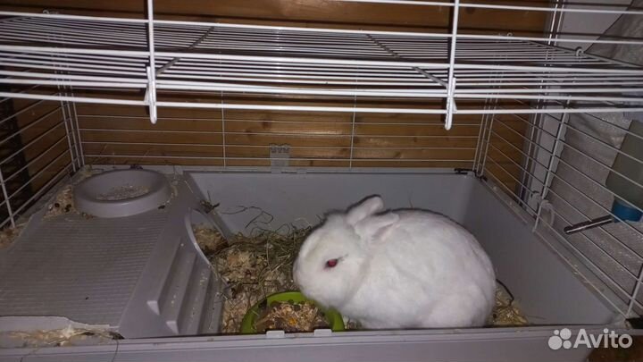 Декоративный кролик с большой клеткой