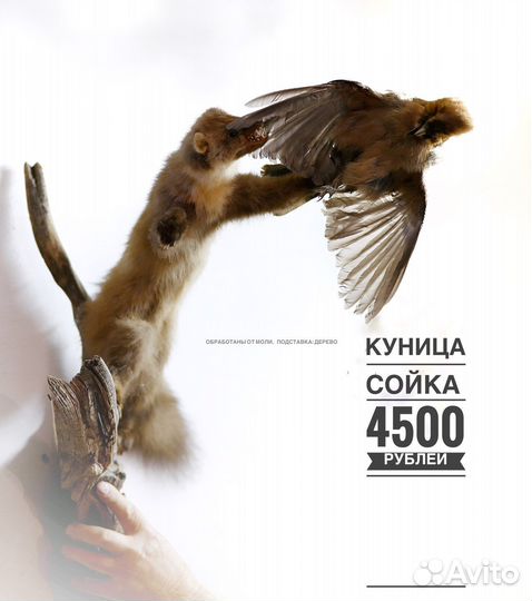 Продаётся чучело куницы
