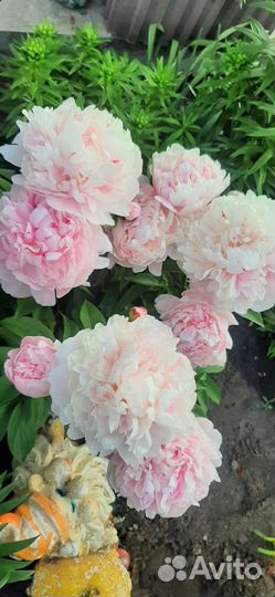 Пионы ромашки