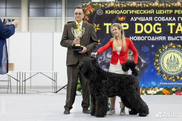 Хендлер. Подготовка и показ собаки на выставке