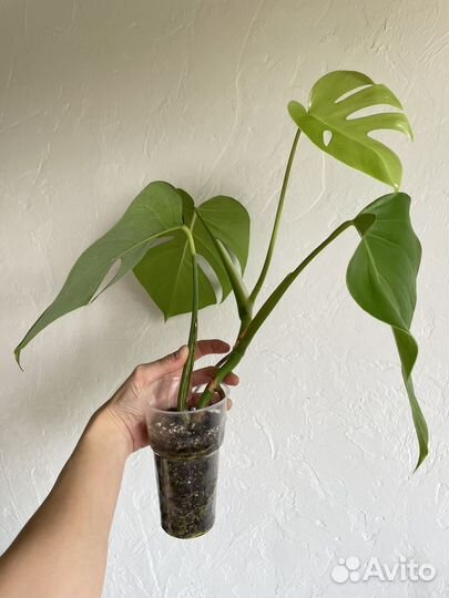 Монстера деликатесная, делициоза