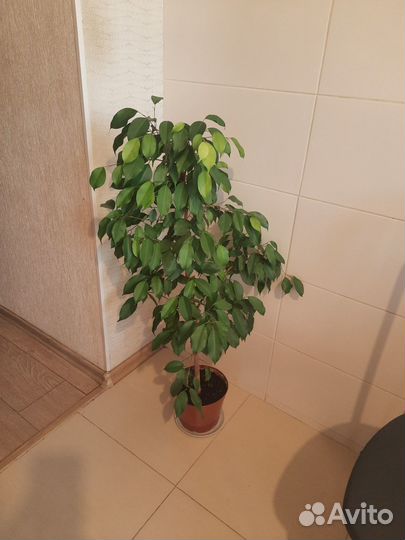 Фикус бенджамина