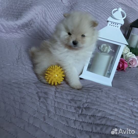 Щенки шпица