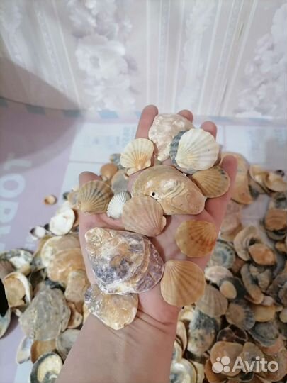 Ракушки с Чёрного моря