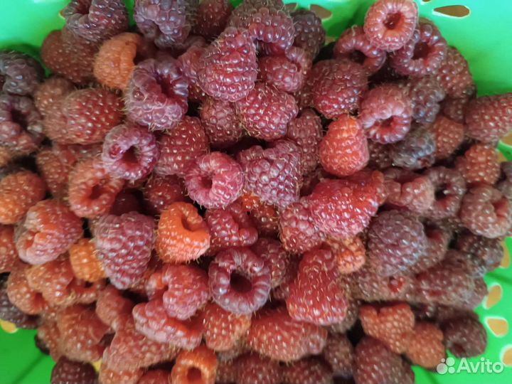 Ремонтантная малина Полька