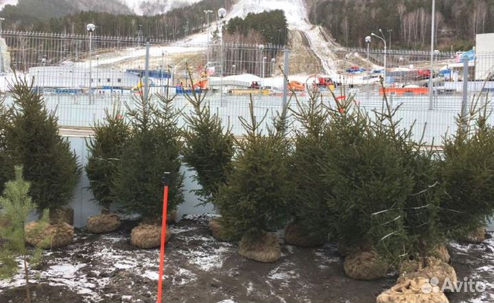 Саженцы сибирской ели экстра класс