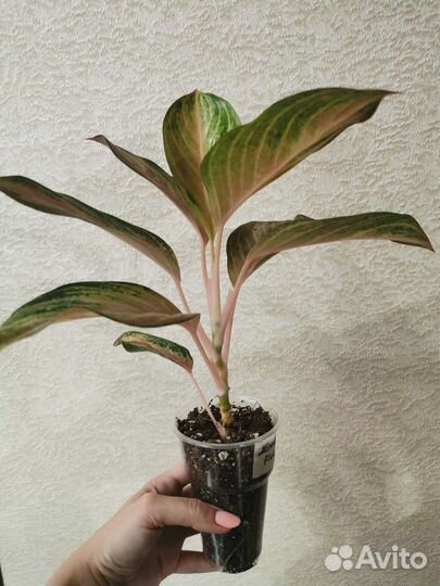 Аглаонема Miracle pink