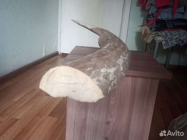 Бивень мамонта