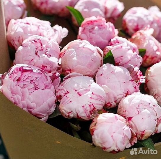 Пионы Розы Доставка