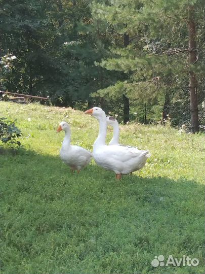 Домашняя птица