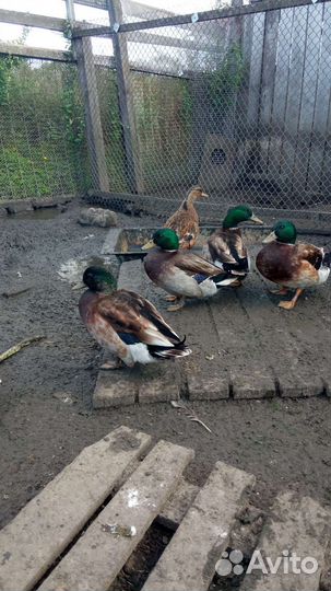 Подсадные утки