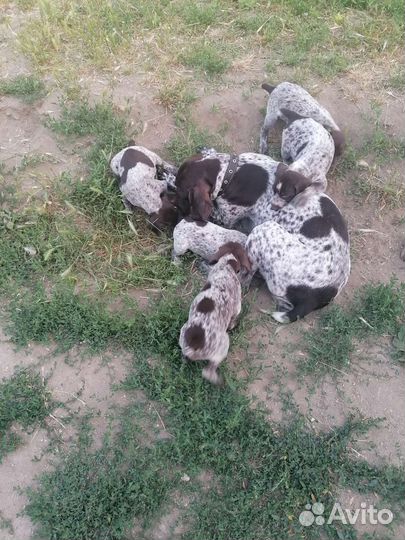 Щенки курцхаара