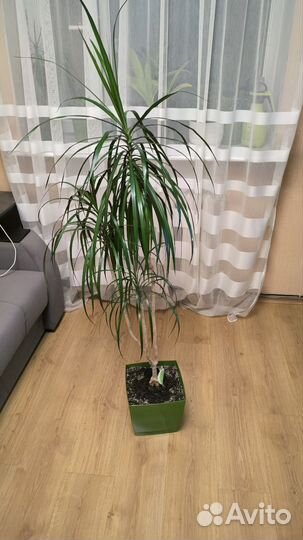 Пальма драцена