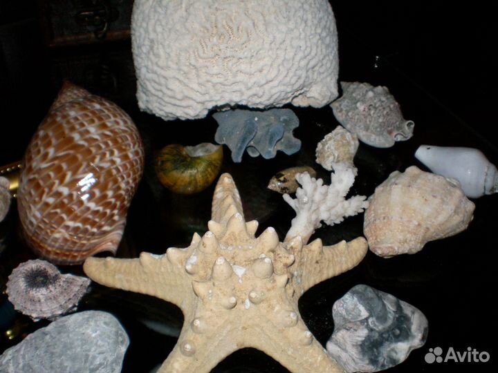 Раковины, кораллы, морские звезды