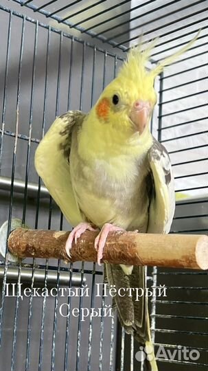 Попугай Корелла Нимфа, птенцы и подростки