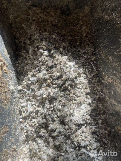 Перепелиный помет