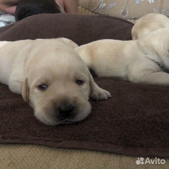Щенки лабрадора