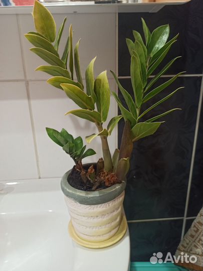 Замиокулькас