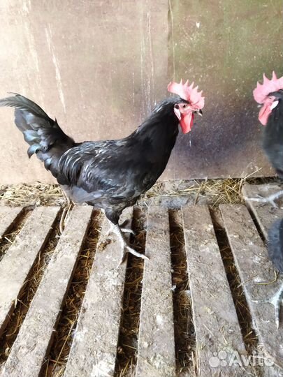 Молодые петухи