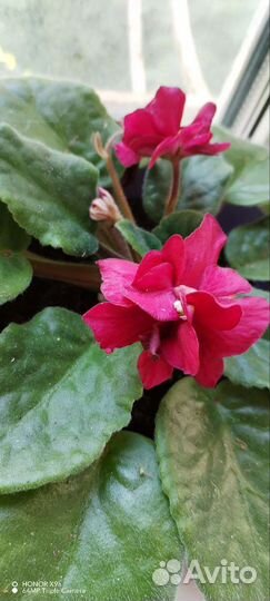 Детки сортовых фиалок