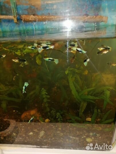 Рыбки гуппи