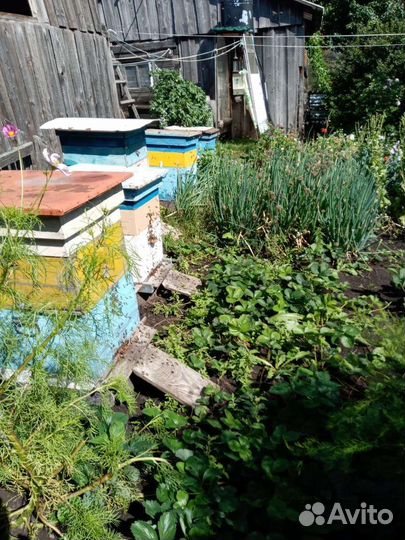 Пчелы и улья