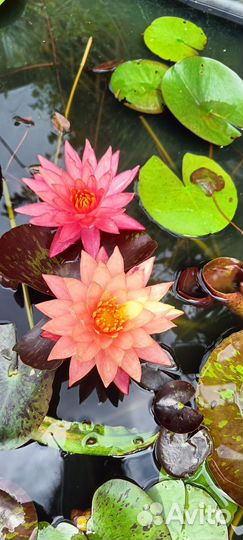 Нимфея(кувшинка)сорт Wanvisa