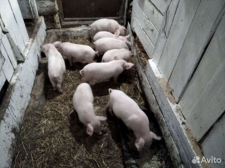 Продам поросят